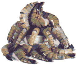 shrimps.gif